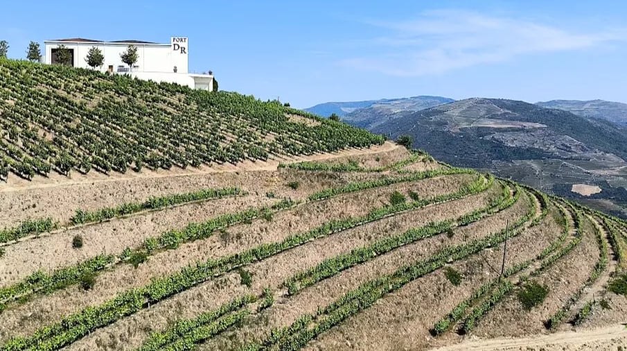 Vineyards at Quinta da Levandeira do Roncão in the Douro Valley