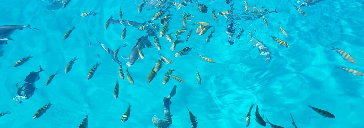 wes bay snorkeling