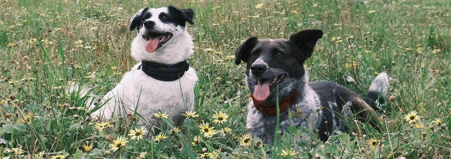 Two happy dogs lying in the grass after training
