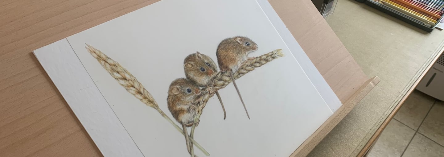 Harvest mice