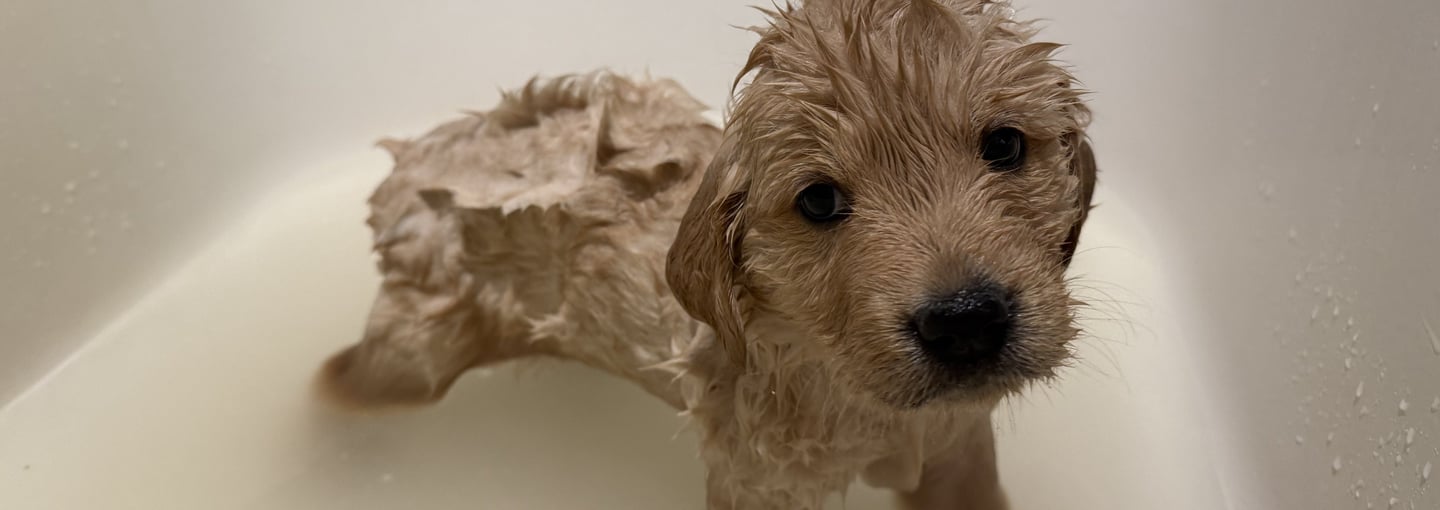 purebred golden retriever puppy