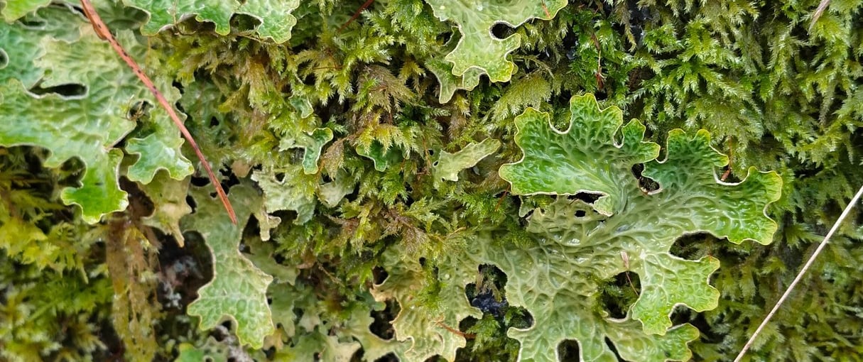 Close‑up of lichen growing on a tree trunk in the Scottish Atlantic rainforest in Tayvallich.
