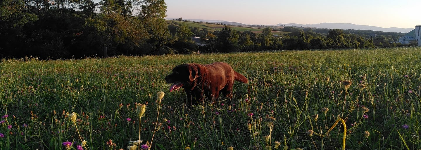 chien heureux en promenade