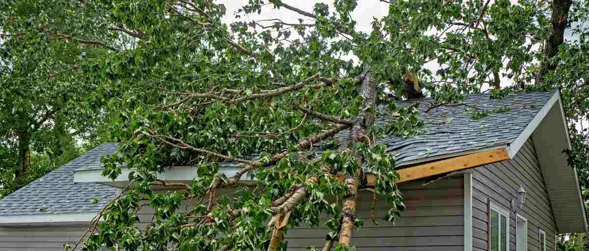 Tree causing roof damage, homeowner's insurance claim.