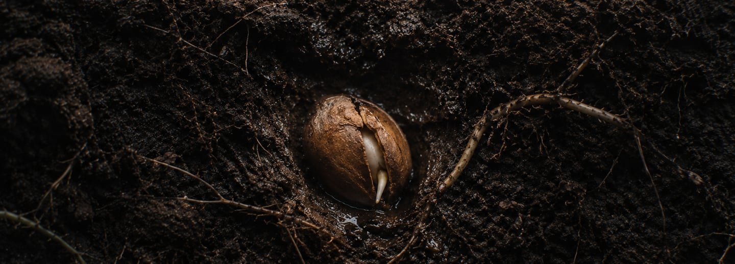 Seed coat cracking beneath the soil