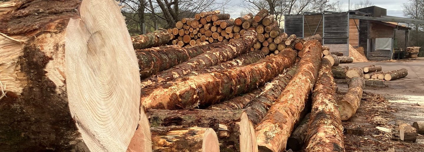grumes stockées dans une scierie essence de bois Douglas