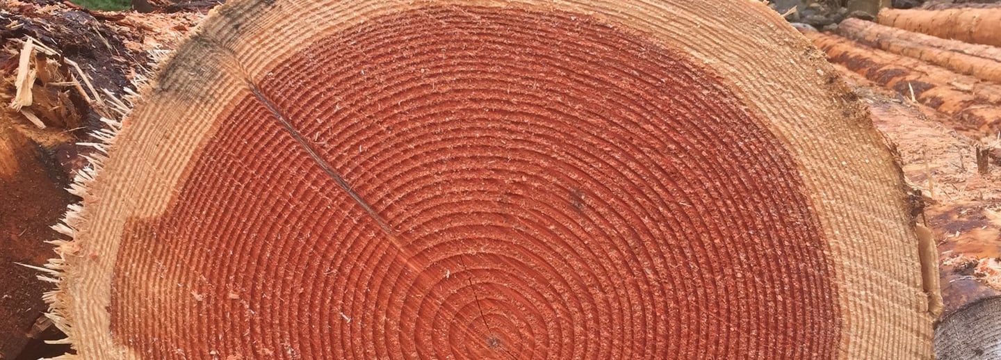 tronc d'arbre de Douglas pour la construction de pergolas bois à Lyon