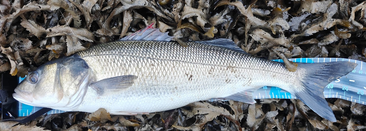 PB 62cm Bass
