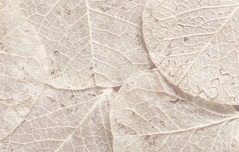 Engagement et principes fondateurs de la naturopathie