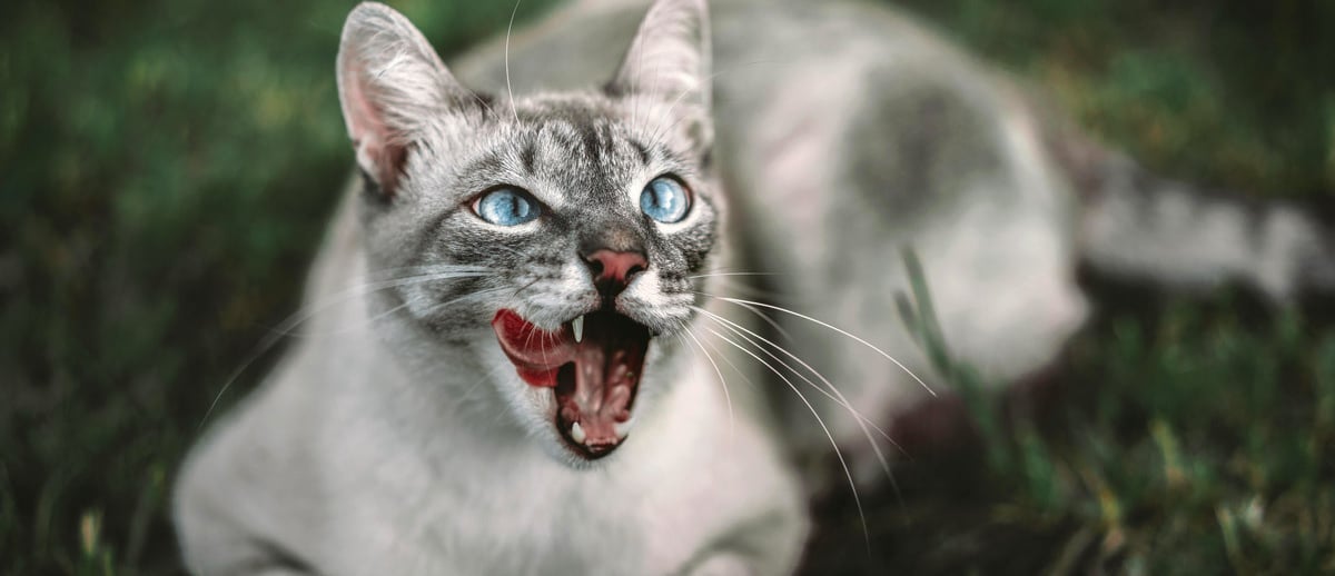A cat waiting for a pet dentist