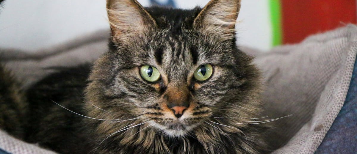A cat at hospital for pets
