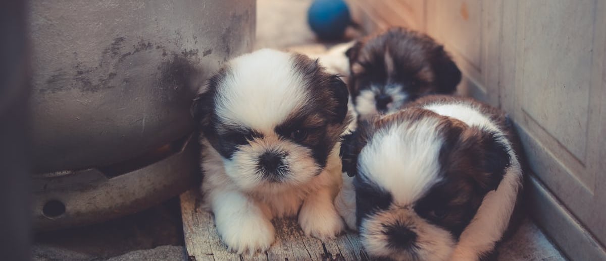 Puppies waiting for parvo treatment for dogs