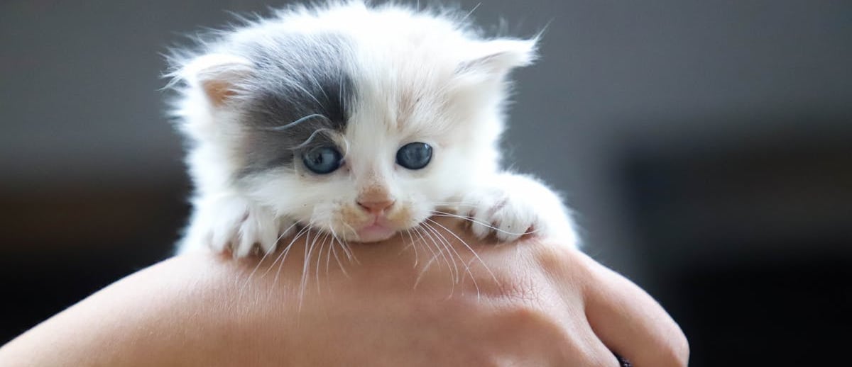 A small cat ready for cat vaccination