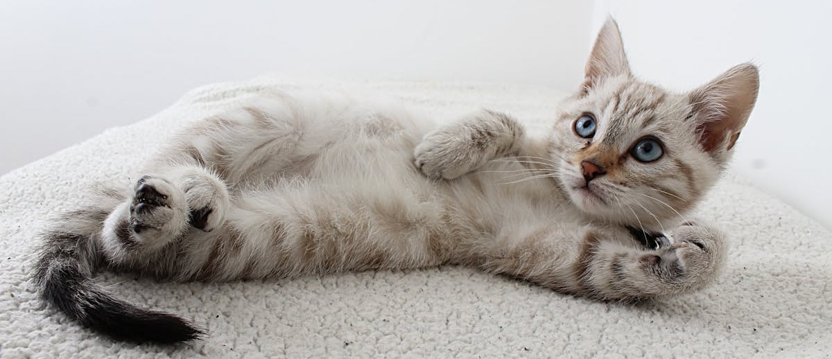 A cat after cat grooming in Dubai