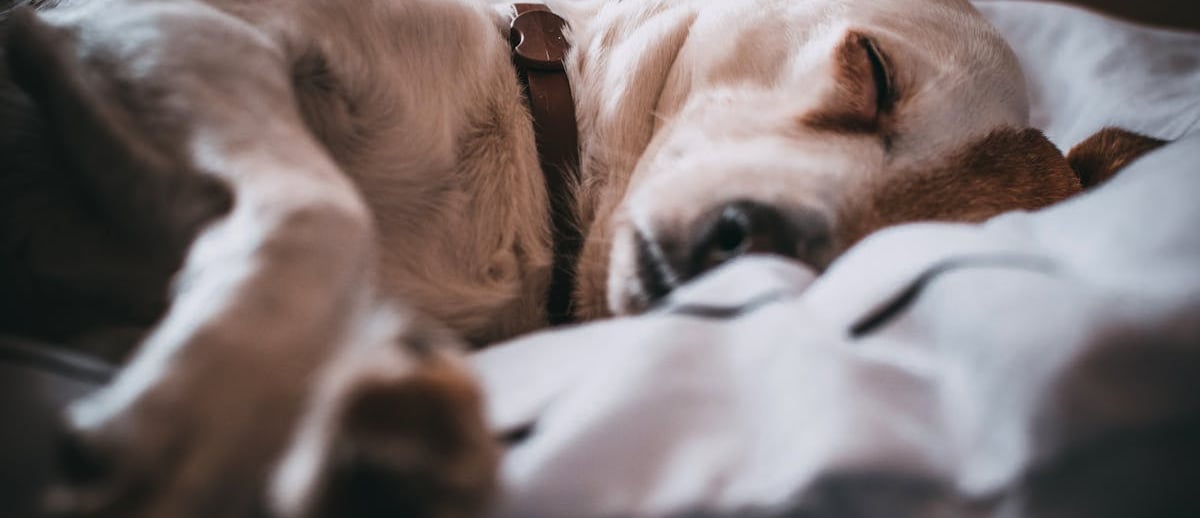 A sleeping dog