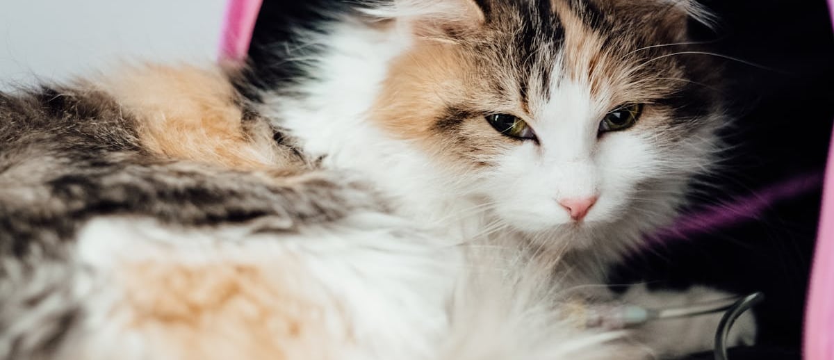 A cat waiting for laboratory services