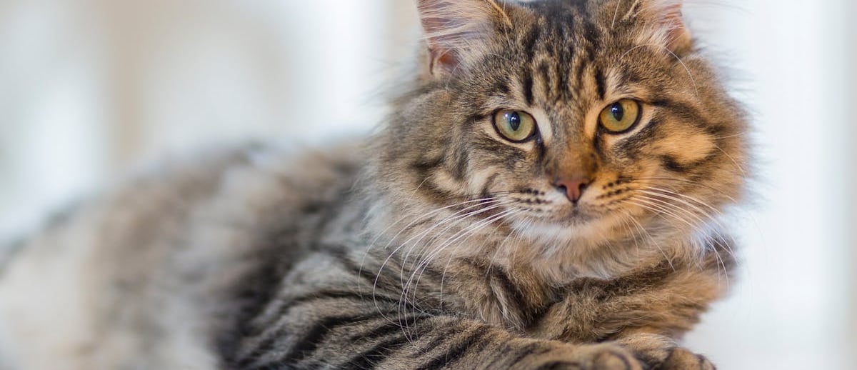 A cat waiting for a pet ultrasound