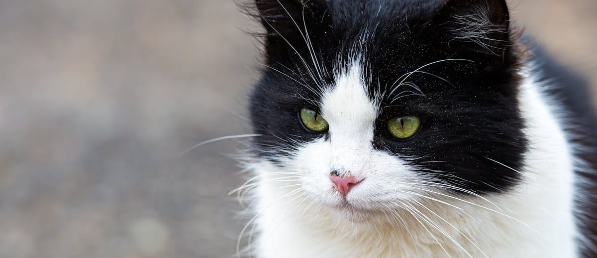 A cat waiting for parvo kittens treatment
