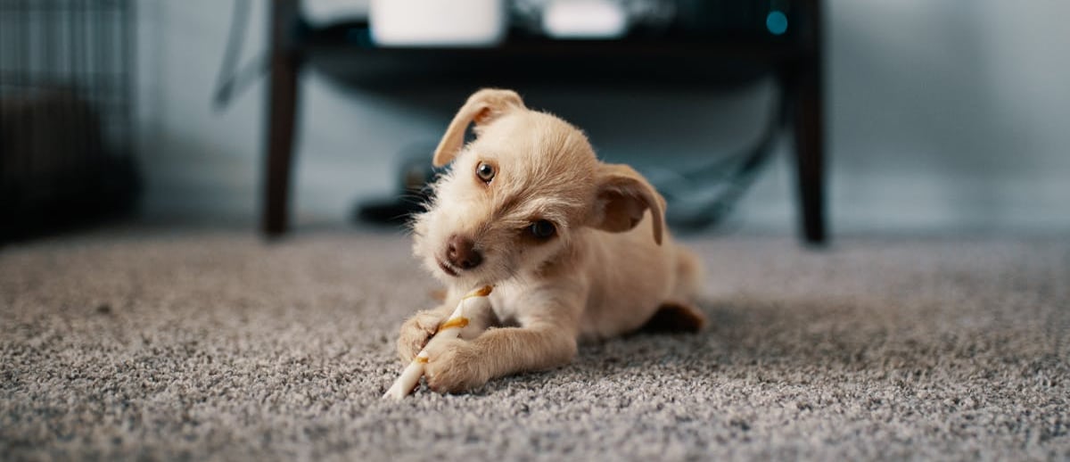 A dog on the floor ready for dog vaccination