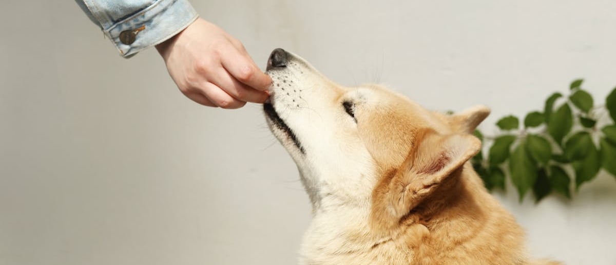 A person feeding a dog before cataract surgery for dogs