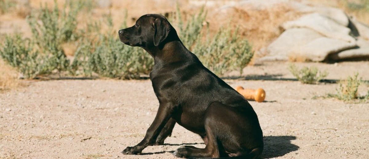 A dog standing outside
