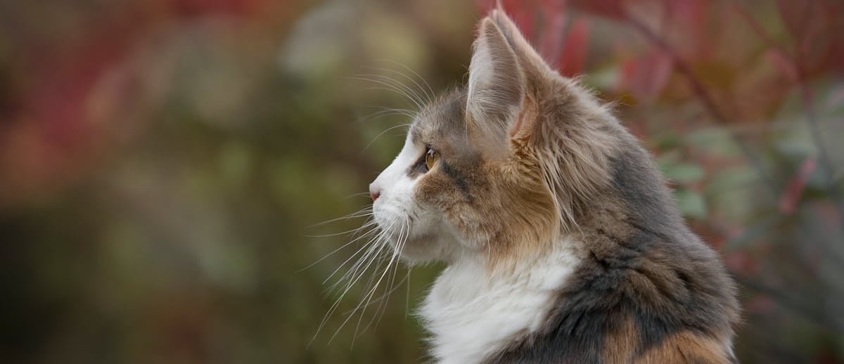 A cat waiting for cat neutering services