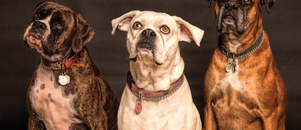 Dogs waiting for x ray