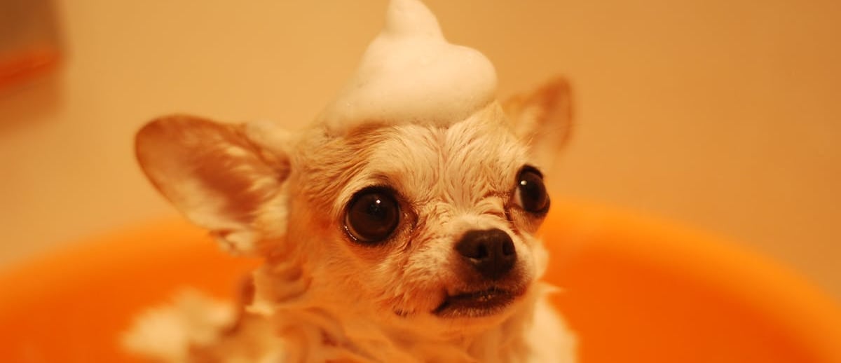 A dog after dog grooming in Dubai