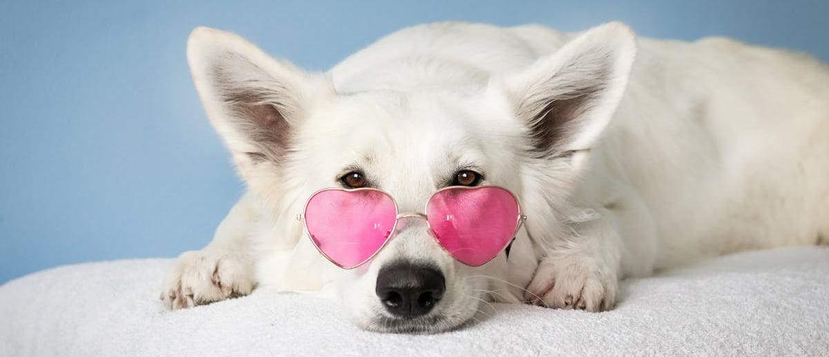 A dog waiting for dog neutering