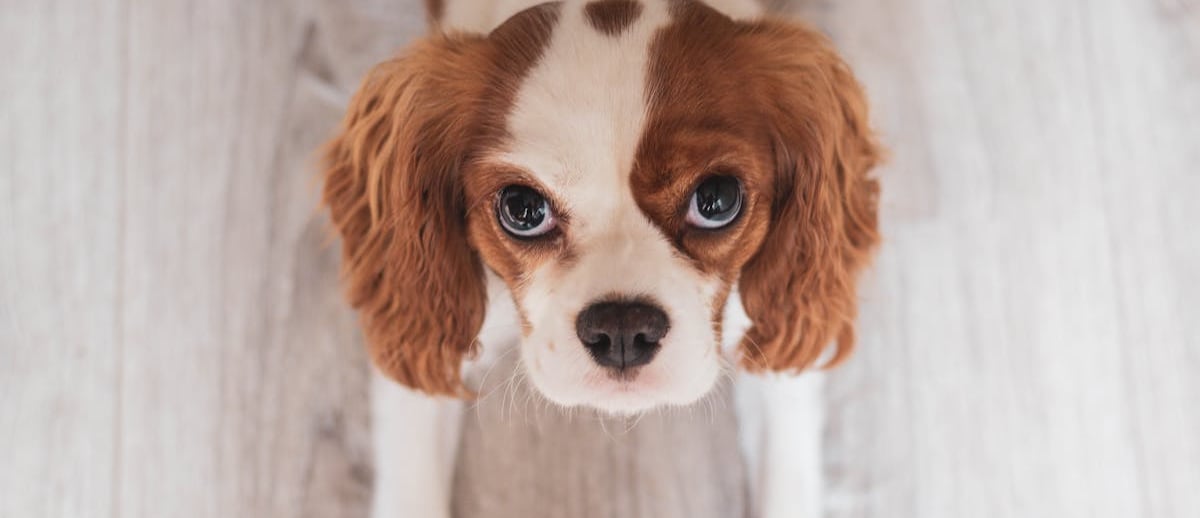 A dog waiting for a surgery