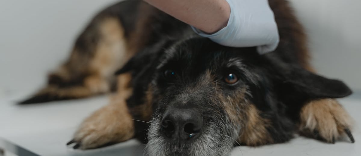 A black and brown dog waiting for an x ray
