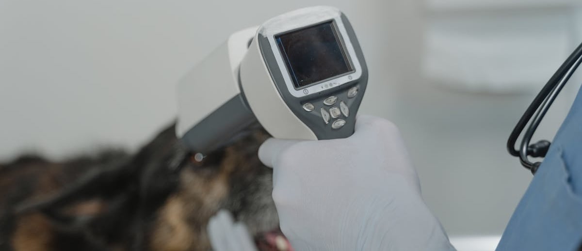 A dog at dog rehabilitation clinic