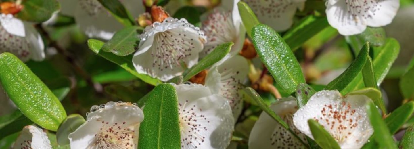 Tasmanian Leatherwood flowers