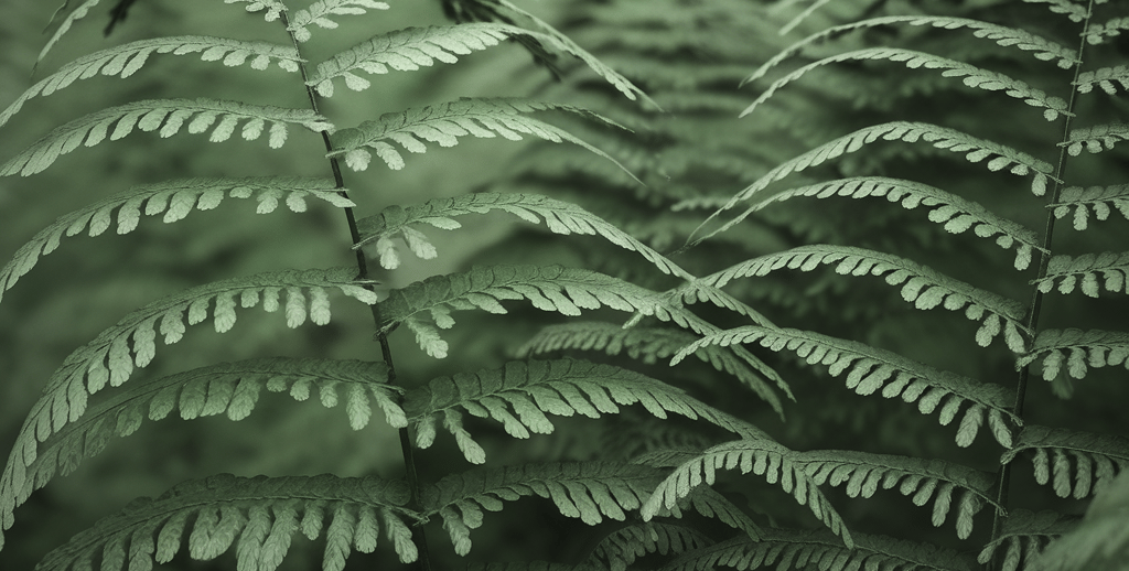 Ferns