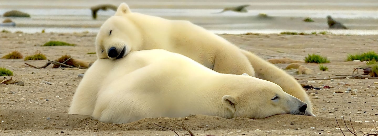 Two wild polar bears sleeping on a sandy Arctic beach during the summer season.