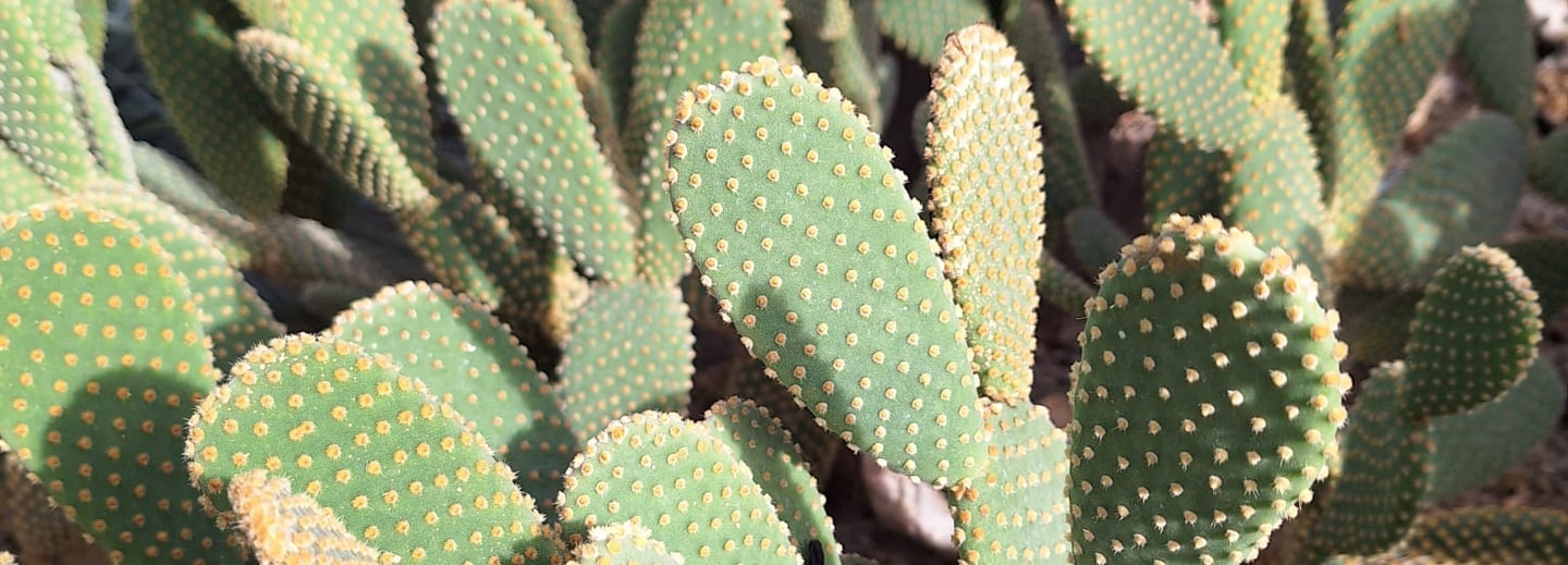 a number of green cactus plants