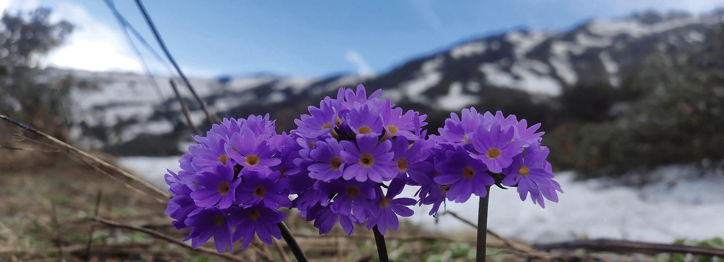 Cluster of purple wildflowers blooming near snowy mountains under a blue sky