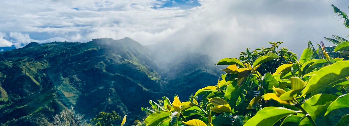 Paisaje montañas y cultivo de café