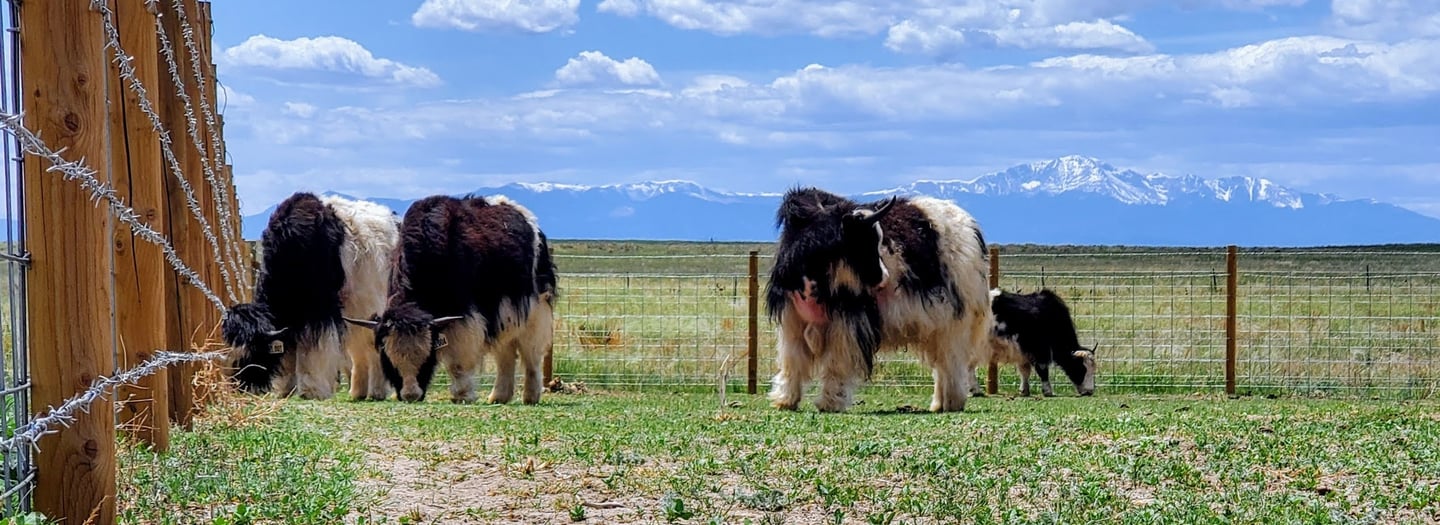 Round post fence in El Paso County with hog wire and barbed wire keeping 4 yak enclosed.  Pikes Peak seen in the distance.