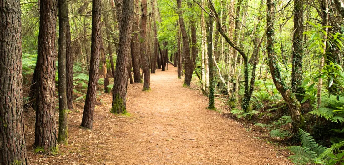 Large sentier de terre serpentant à travers une forêt verdoyante luxuriante, plantée de grands pins 