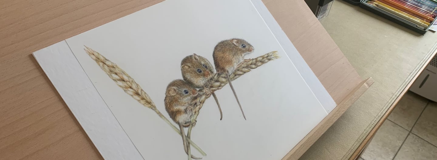 Harvest mice