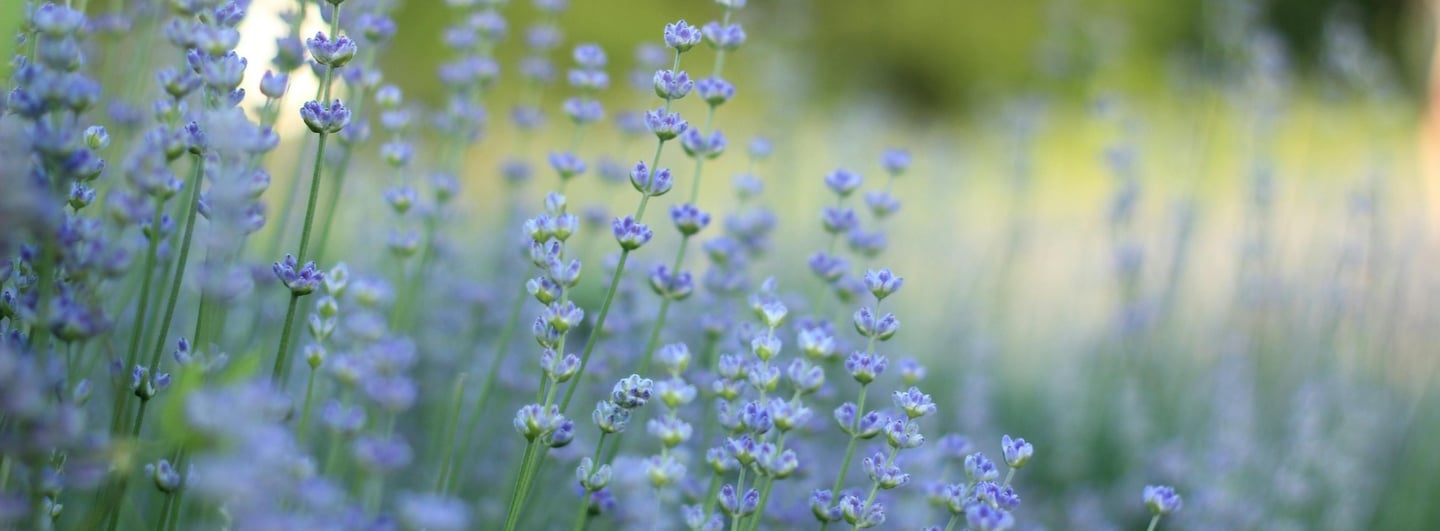 Close-up of purple lavender flowers blooming in a summer garden with a blurred background.