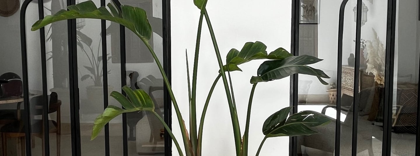 Décoration intérieure du Riad Sofia à Marrakech avec un grand pot en terre cuite et une plante tropi