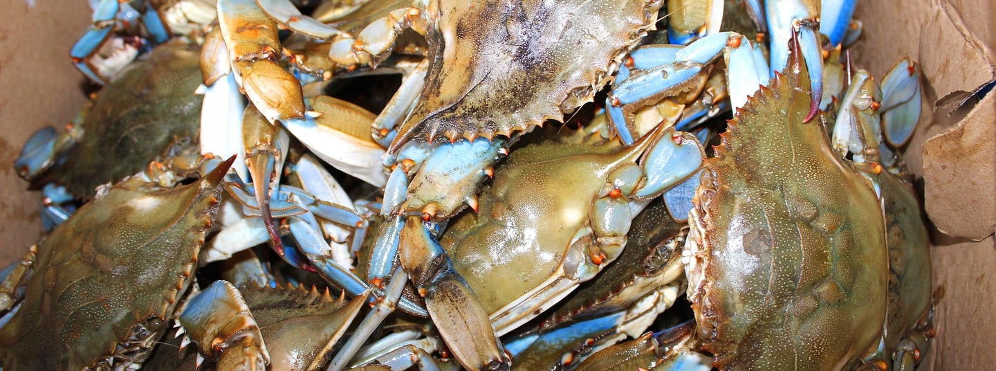 Maryland - World Capital City of Blue Crabs