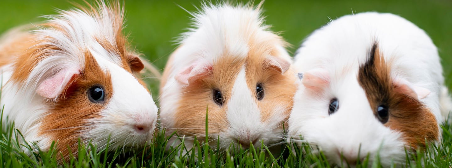 three guineas are sitting in the grass
