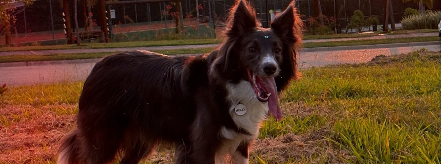 Border Collie no campo olhando fixamente para seu dono