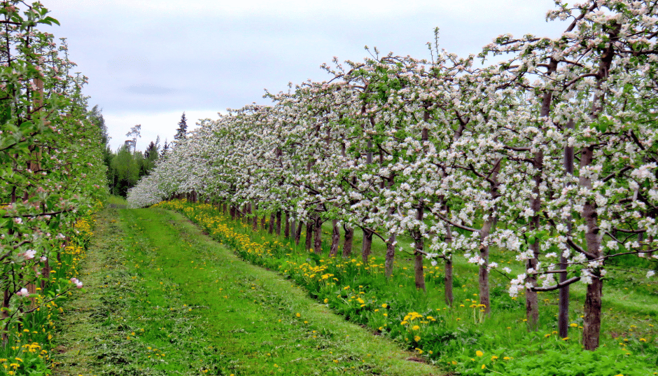 Madaltihe effektiivse korjamise ja hooldusega suure saagiline õunaaed, kiire, lihtne korjamine, palju valgust.