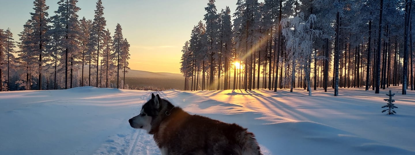 Un malamute d'Alaska se tenant sur une piste enneigée au lever du soleil, entouré de sapins enneigés