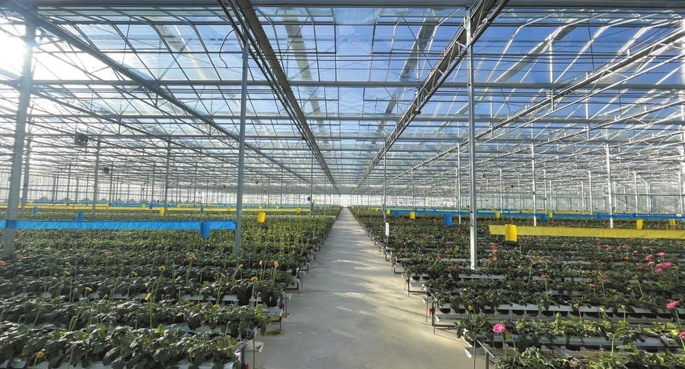 preserved flower supplier