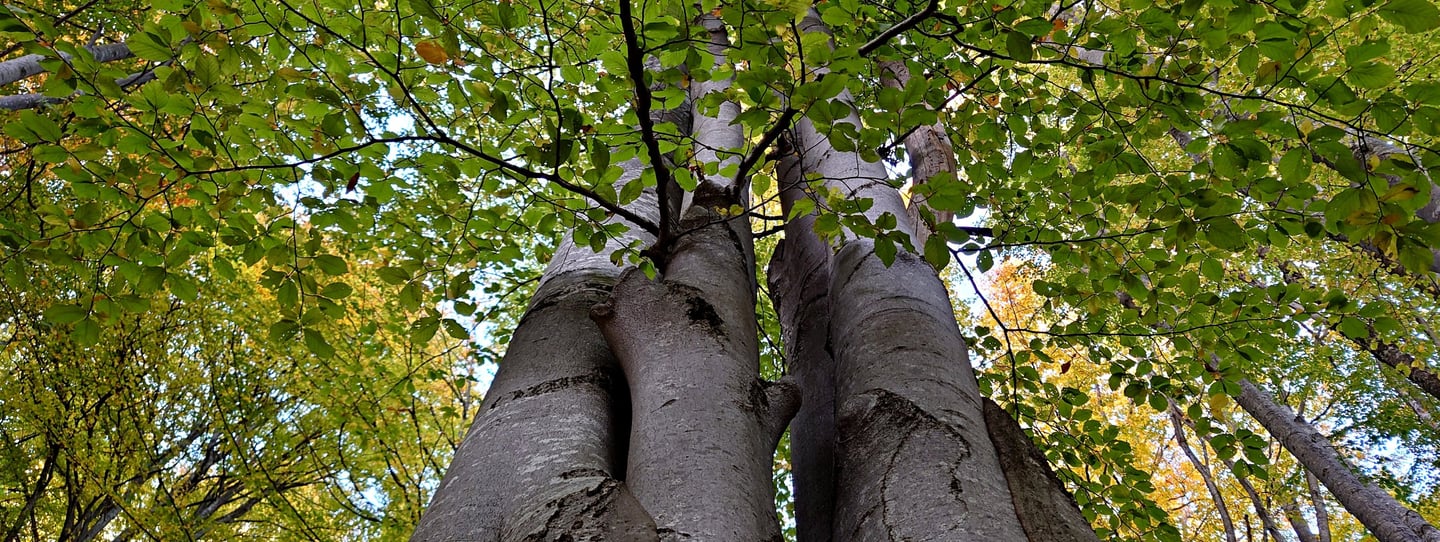 copaci inlantiuti indragostiti in mijlocul naturii